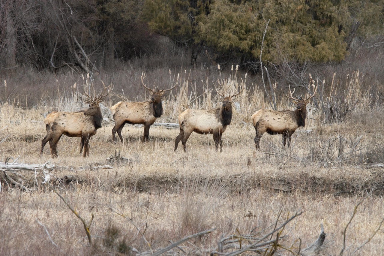 montana-elk montana-elk