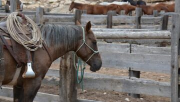 montana-horse montana-horse