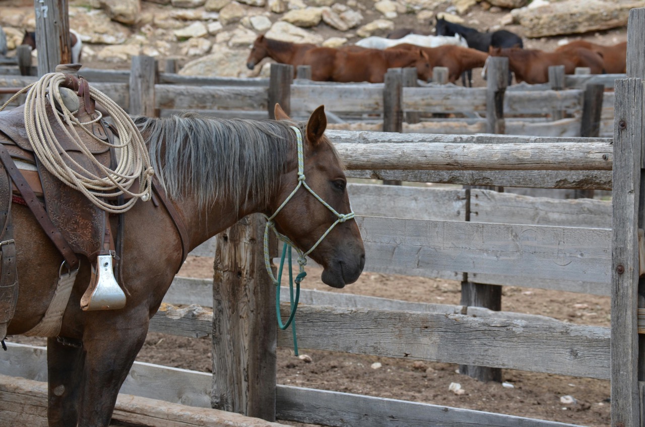 montana-horse